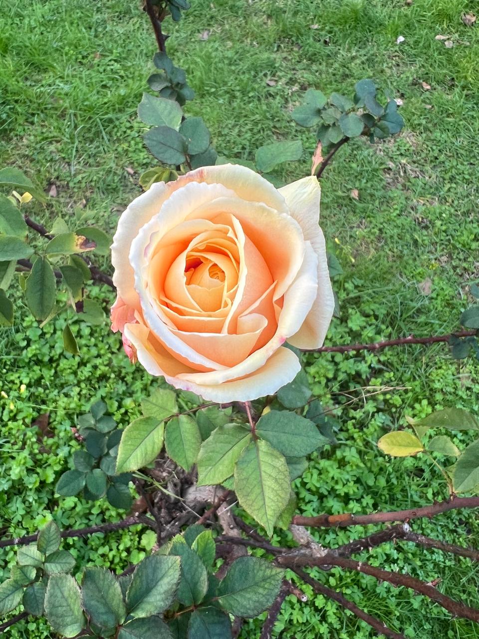 Idyllion Rose im Februar